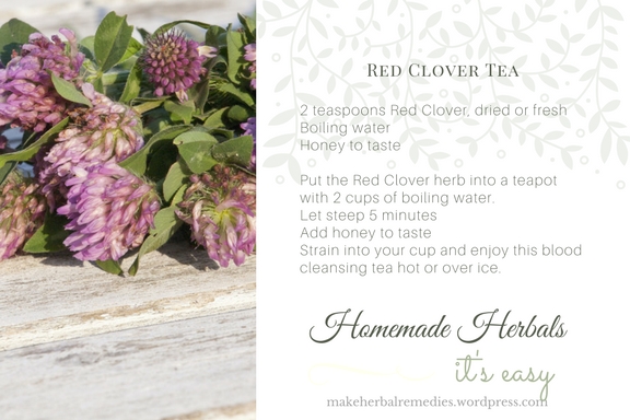 make-herbal-remedies-recipe-red-clover-tea