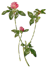 red-clover plant.gif