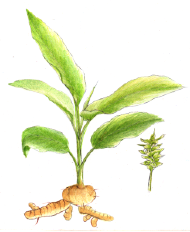 turmeric-homemade herbals